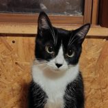 12月28日の小山店に参加するにゃんこの大冒険の保護猫08