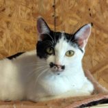 12月28日の小山店に参加するにゃんこの大冒険の保護猫11