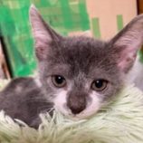 12月20日の八千代店に参加する花ねこ千葉の保護猫02