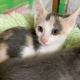 12月20日の八千代店に参加する花ねこ千葉の保護猫03