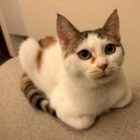 12月20日の八千代店に参加する花ねこ千葉の保護猫04