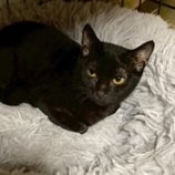 12月20日の八千代店に参加する花ねこ千葉の保護猫06