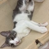 12月20日の八千代店に参加する花ねこ千葉の保護猫07