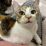 12月20日の八千代店に参加する花ねこ千葉の保護猫09