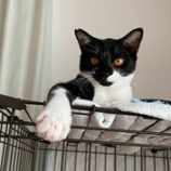 12月20日の八千代店に参加する花ねこ千葉の保護猫10