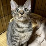 12月20日の八千代店に参加する花ねこ千葉の保護猫12