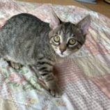 12月20日の八千代店に参加する花ねこ千葉の保護猫14