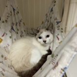 12月20日の八千代店に参加する花ねこ千葉の保護猫16