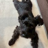 12月7日の瑞穂店に参加するDOGFamの保護犬01