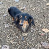 12月7日の瑞穂店に参加するDOGFamの保護犬02