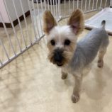 12月7日の瑞穂店に参加するDOGFamの保護犬03