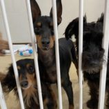 12月7日の瑞穂店に参加するDOGFamの保護犬04