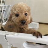 12月7日の瑞穂店に参加するDOGFamの保護犬05