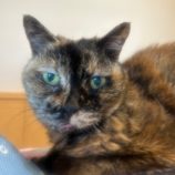 12月28日の瑞穂店に参加するまたたび家の保護猫01