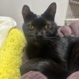 12月28日の瑞穂店に参加するまたたび家の保護猫02