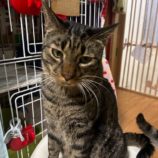 12月28日の瑞穂店に参加するまたたび家の保護猫03