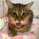 12月28日の瑞穂店に参加するまたたび家の保護猫04