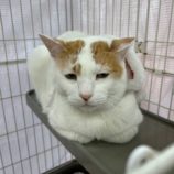 12月28日の瑞穂店に参加するまたたび家の保護猫05