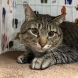 12月28日の瑞穂店に参加するまたたび家の保護猫06