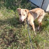 12月28日の新田店に参加する命こそ宝の保護犬02