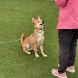 12月28日の新田店に参加する命こそ宝の保護犬03