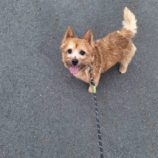 12月28日の新田店に参加する命こそ宝の保護犬04