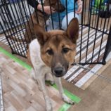 12月28日の新田店に参加する命こそ宝の保護犬05