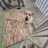 12月28日の新田店に参加する命こそ宝の保護犬06