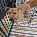 12月28日の新田店に参加する命こそ宝の保護犬07