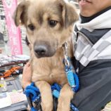 12月28日の新田店に参加する命こそ宝の保護犬08