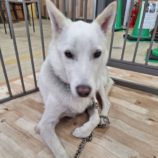 12月28日の新田店に参加する命こそ宝の保護犬09