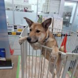 12月28日の新田店に参加する命こそ宝の保護犬10