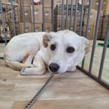 12月28日の新田店に参加する命こそ宝の保護犬11