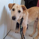 12月28日の新田店に参加する命こそ宝の保護犬12