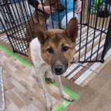 12月7日の吉岡店に参加する命こそ宝の保護犬01