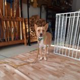 12月7日の吉岡店に参加する命こそ宝の保護犬02