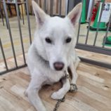 12月7日の吉岡店に参加する命こそ宝の保護犬03