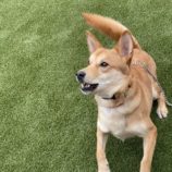 12月7日の吉岡店に参加する命こそ宝の保護犬04