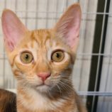 12月28日の吉岡店に参加する猫のへやの保護猫01