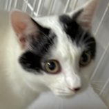 12月28日の吉岡店に参加する猫のへやの保護猫02