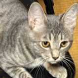 12月28日の吉岡店に参加する猫のへやの保護猫03