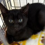 12月28日の吉岡店に参加する猫のへやの保護猫04