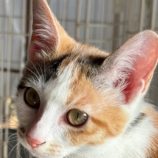 12月28日の吉岡店に参加する猫のへやの保護猫05