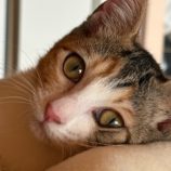 12月28日の吉岡店に参加する猫のへやの保護猫06