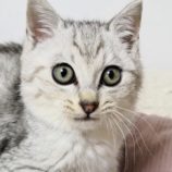 12月28日の吉岡店に参加する猫のへやの保護猫07