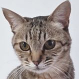 12月28日の吉岡店に参加する猫のへやの保護猫09