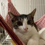 1月4日の千葉店に参加する花ねこ千葉の保護猫01