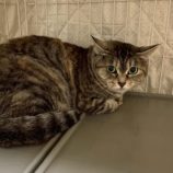 1月4日の千葉店に参加する花ねこ千葉の保護猫02