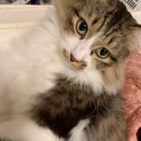 1月4日の千葉店に参加する花ねこ千葉の保護猫03