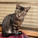 1月4日の千葉店に参加する花ねこ千葉の保護猫04